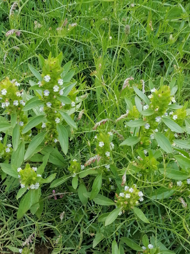 Lallemantia peltata