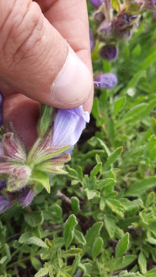 Salvia caespitosa