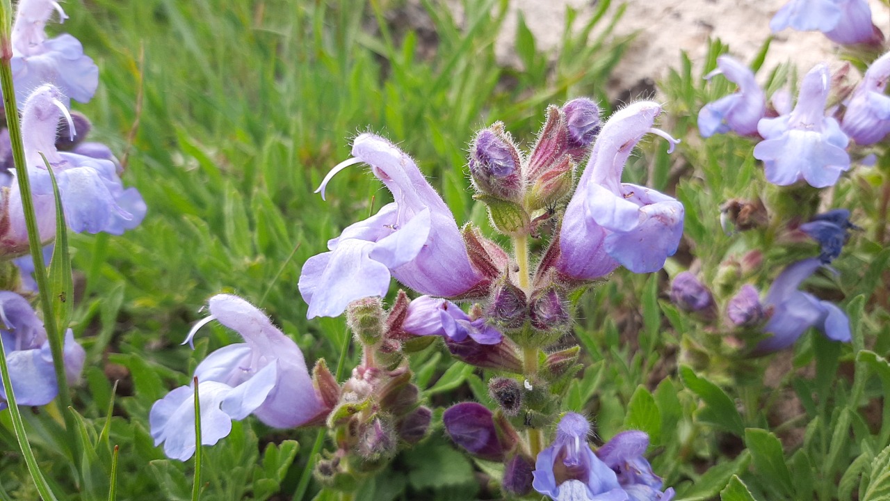 Salvia caespitosa