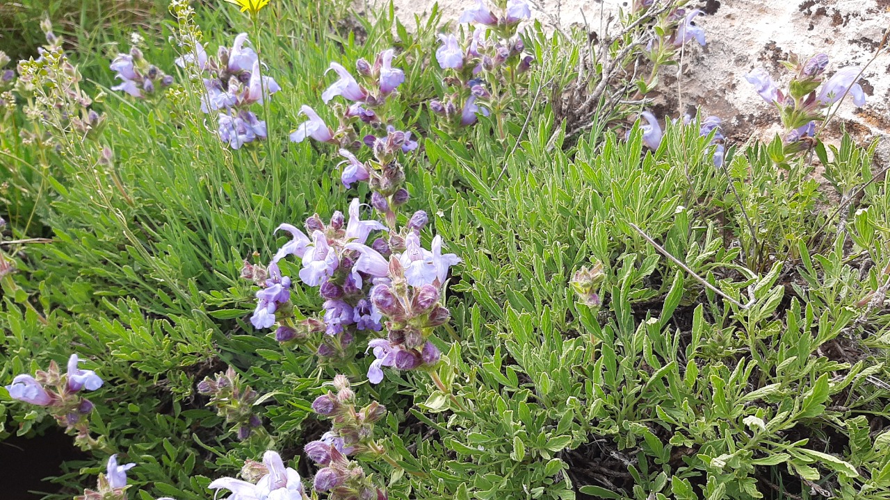 Salvia caespitosa