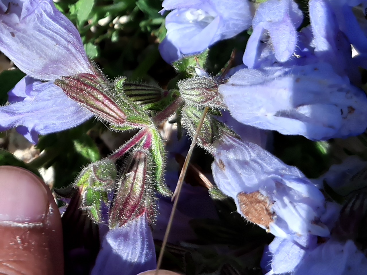 Salvia caespitosa