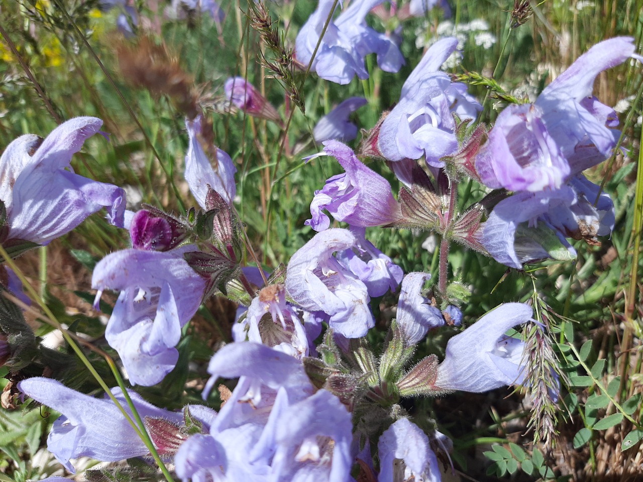 Salvia caespitosa