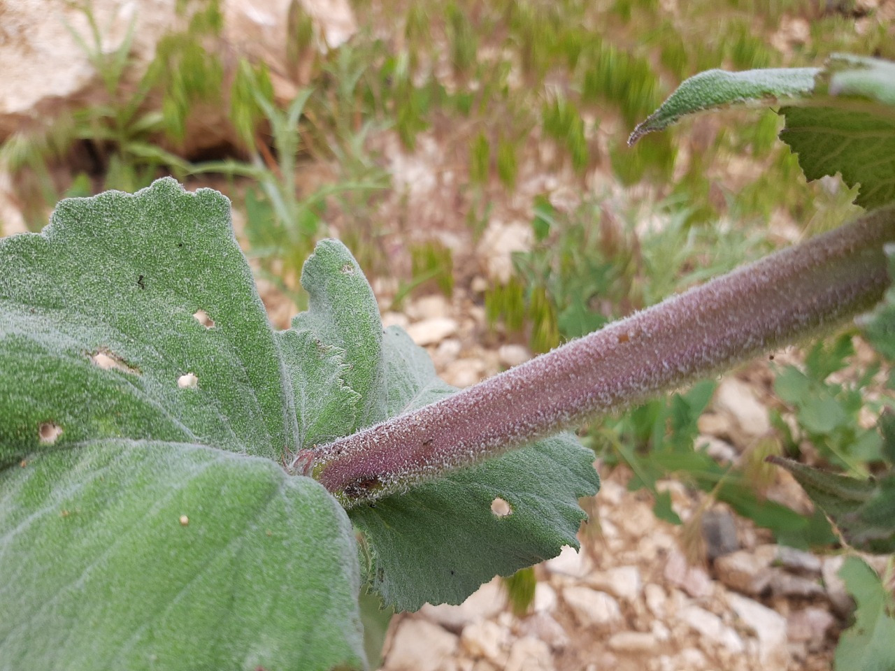 Salvia candidissima