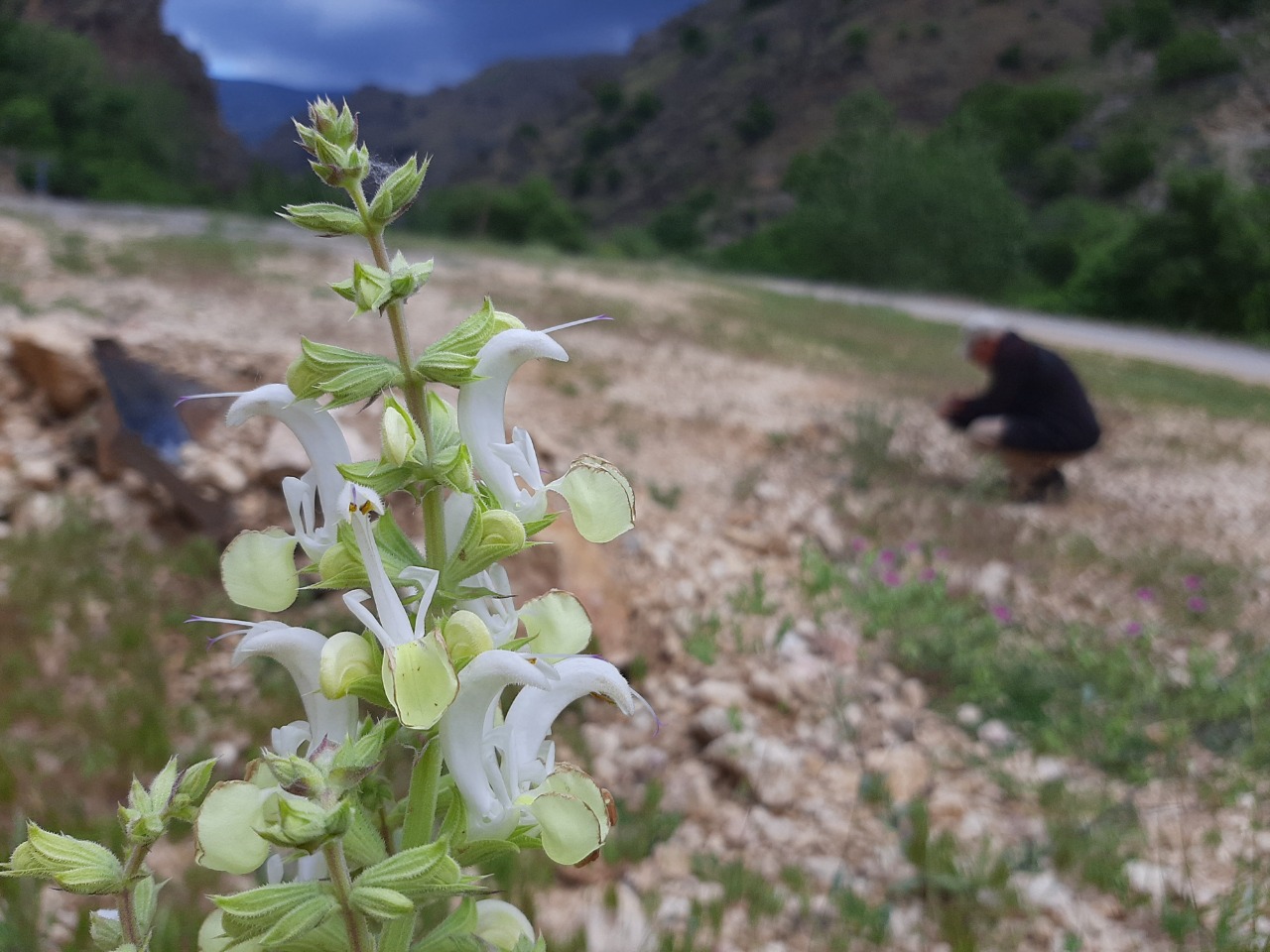 Salvia candidissima