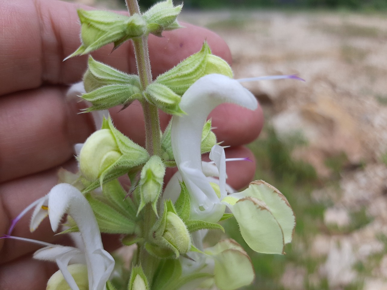 Salvia candidissima