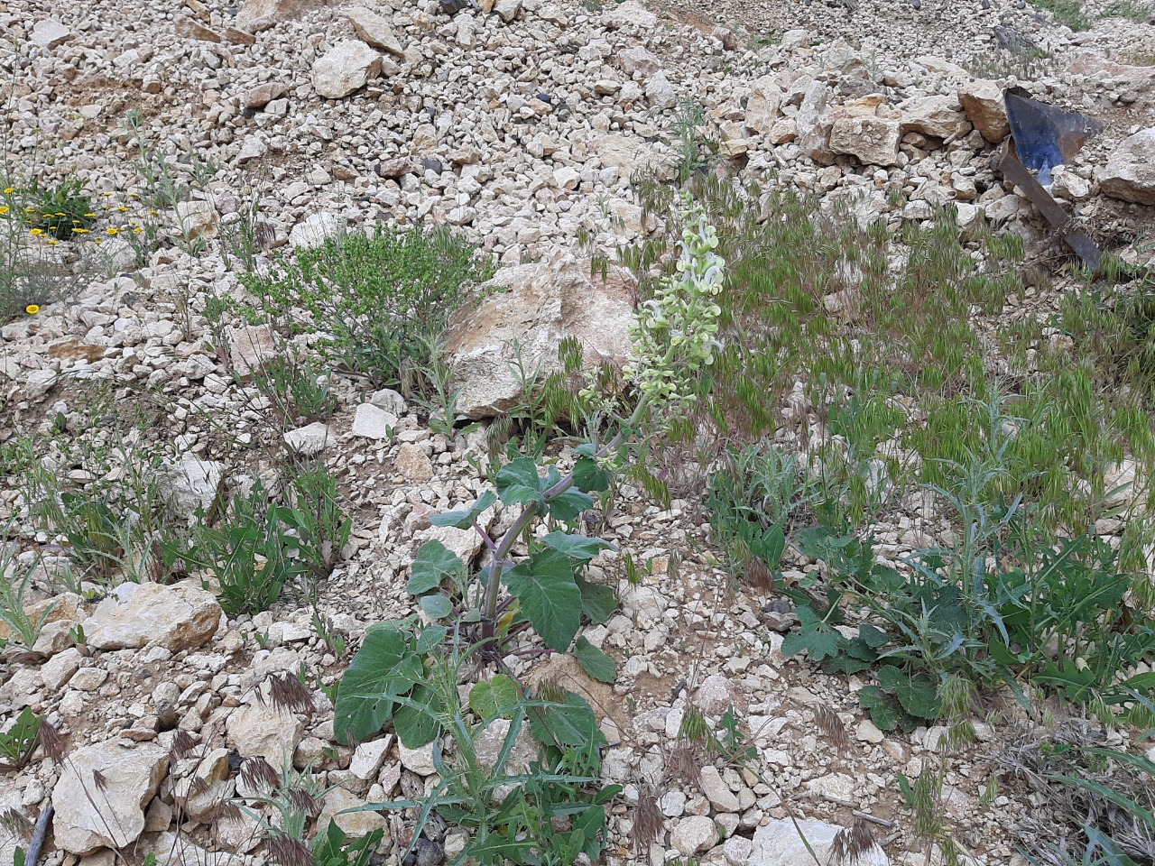 Salvia candidissima