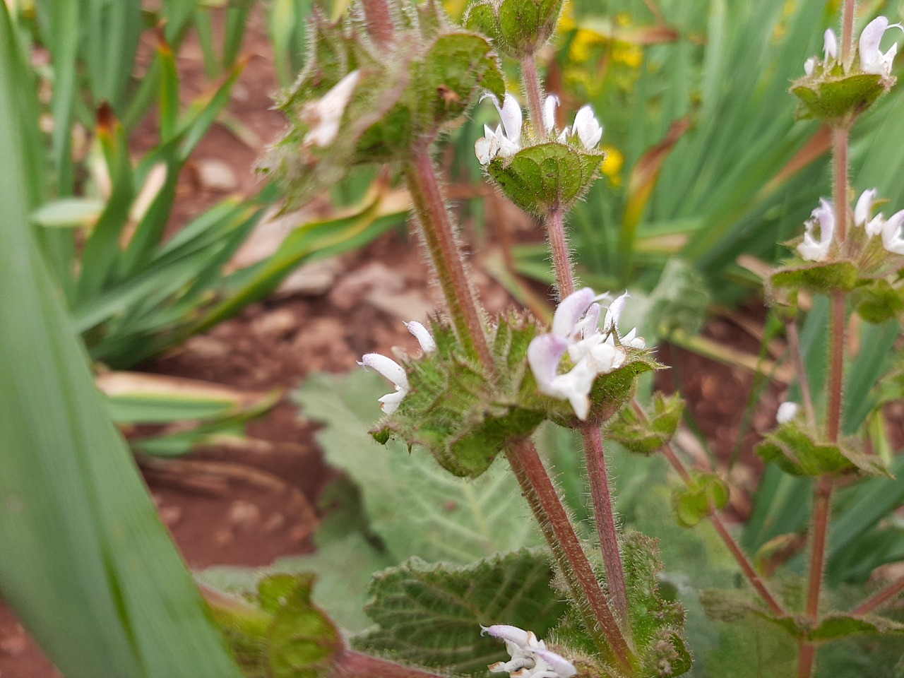 Salvia frigida