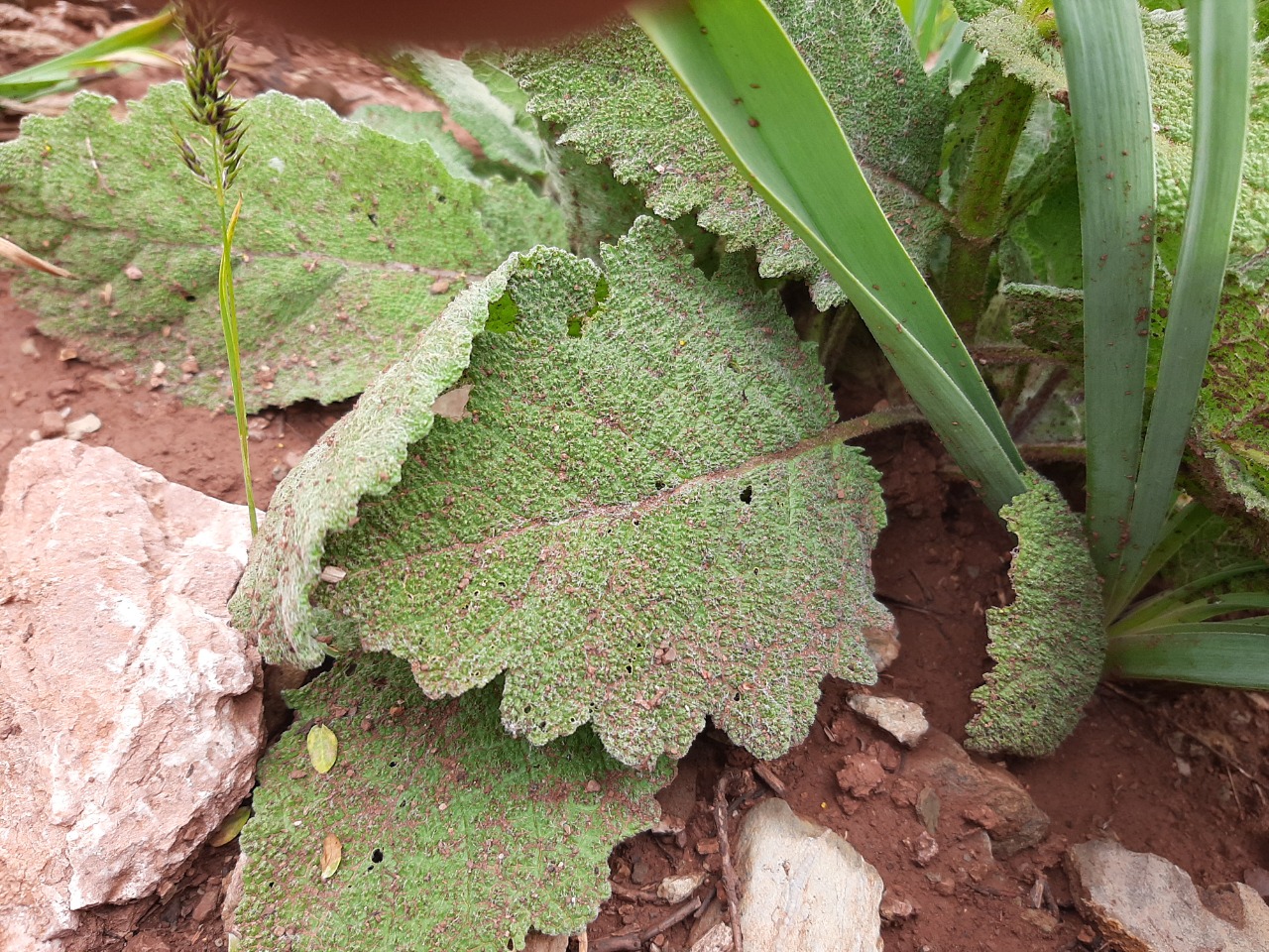 Salvia frigida