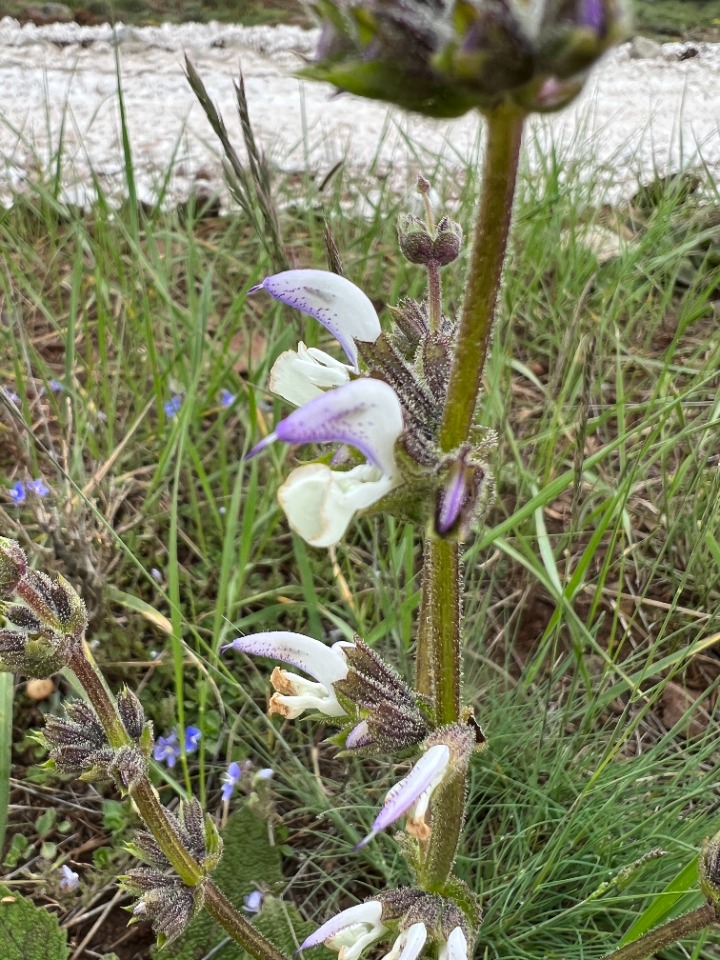 Salvia frigida