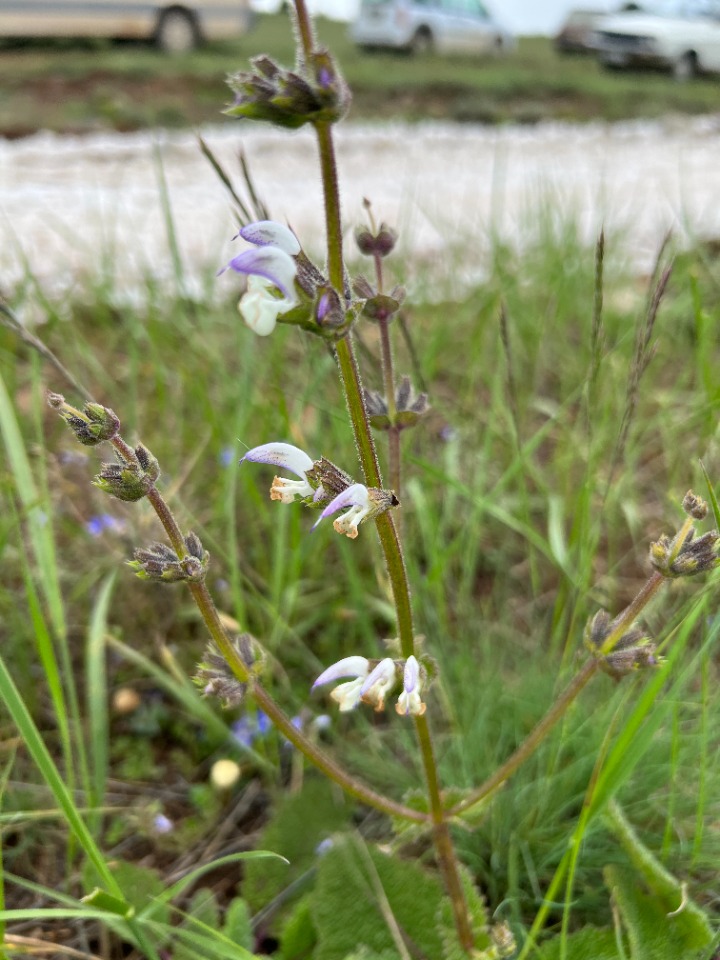 Salvia frigida