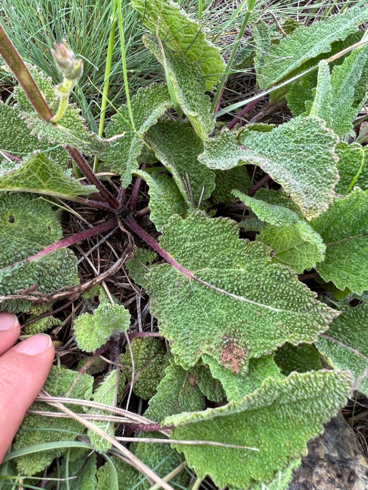 Salvia frigida