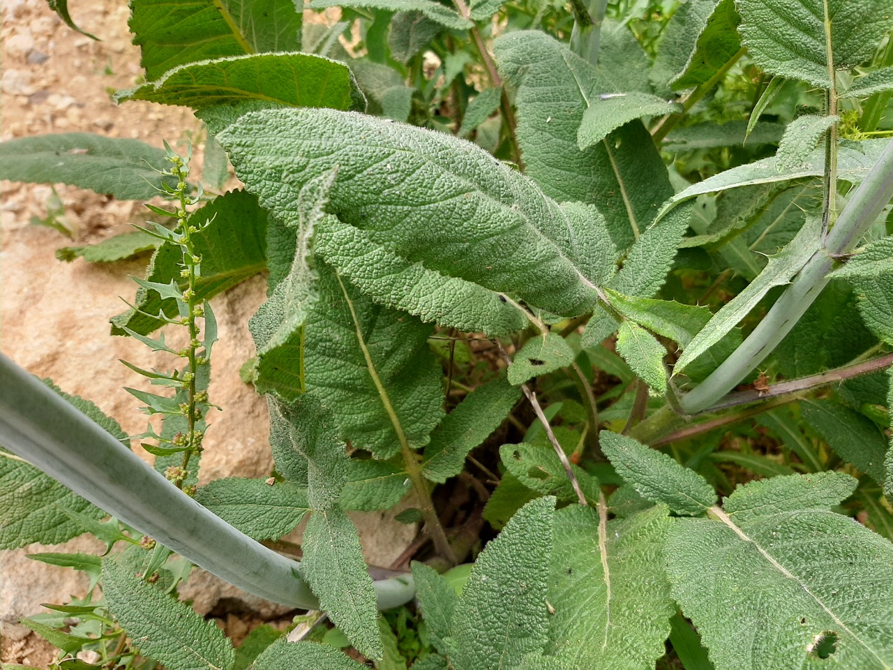 Salvia recognita