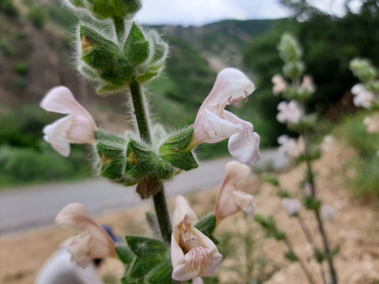 Salvia recognita