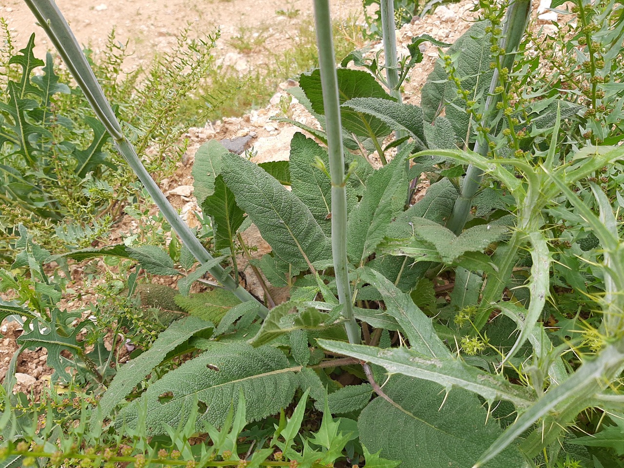 Salvia recognita