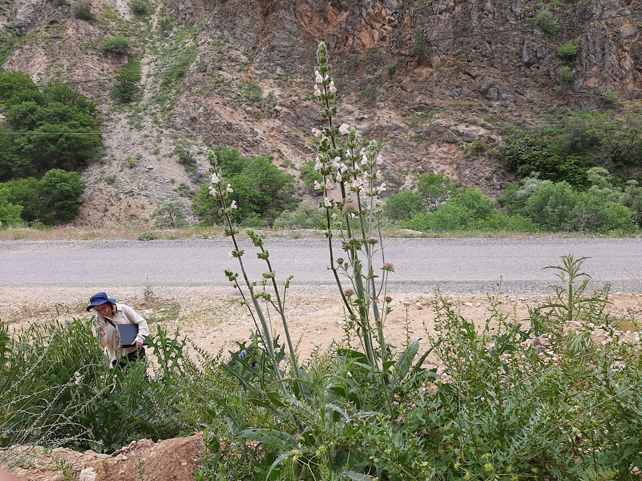 Salvia recognita