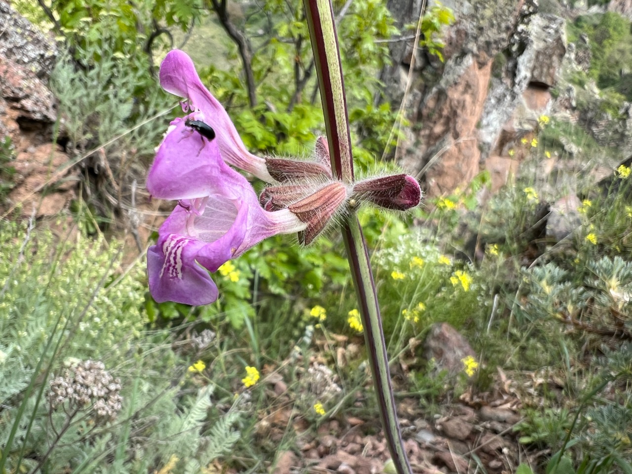 Salvia recognita