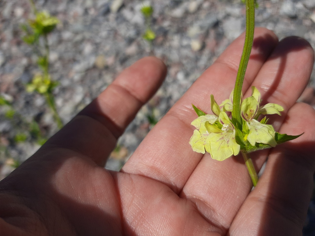 Stachys tundjeliensis