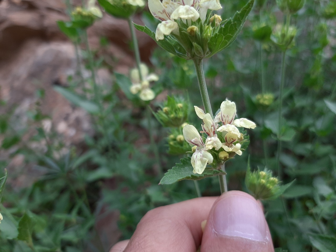 Stachys tundjeliensis