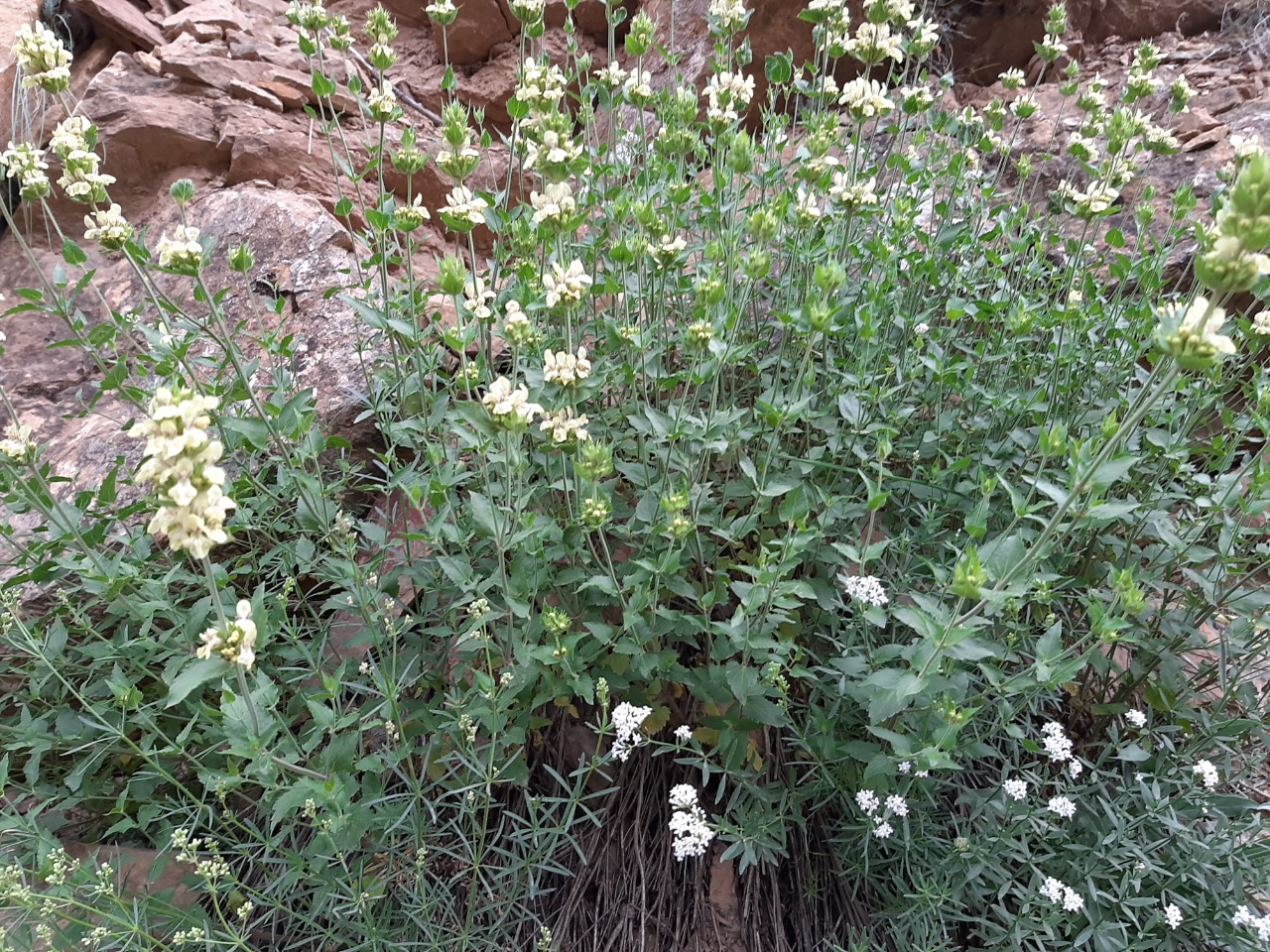 Stachys tundjeliensis