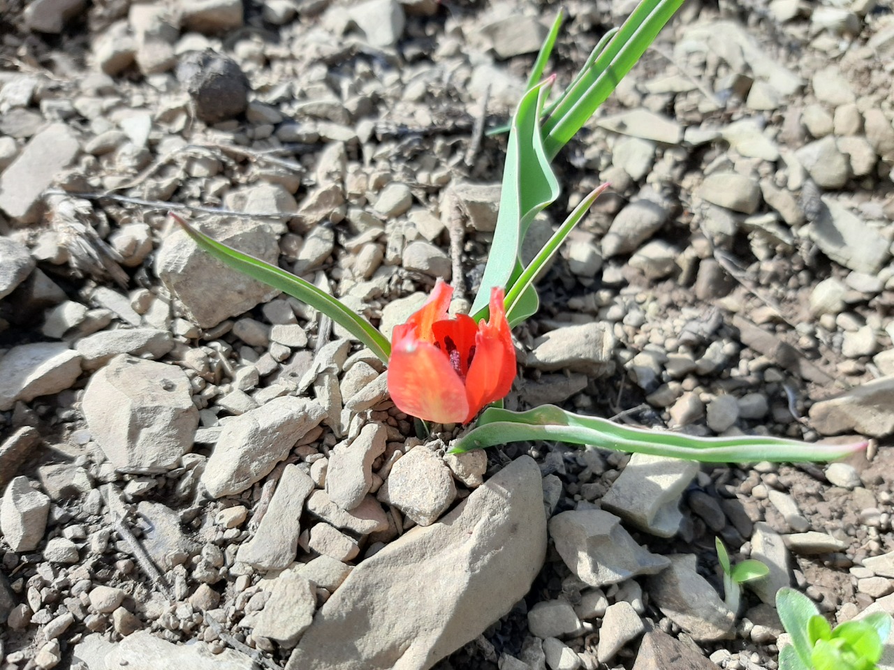 Tulipa julia