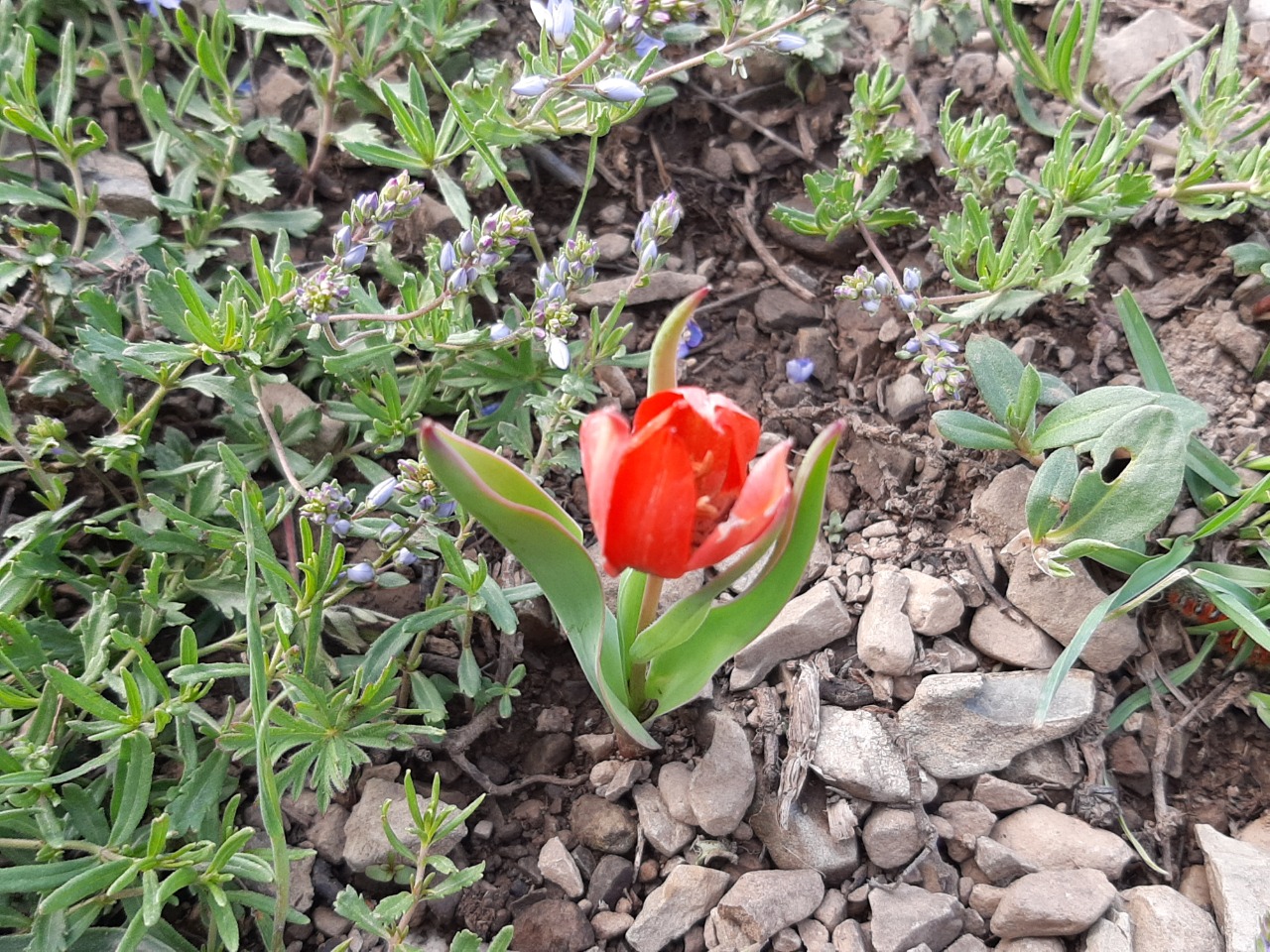Tulipa julia