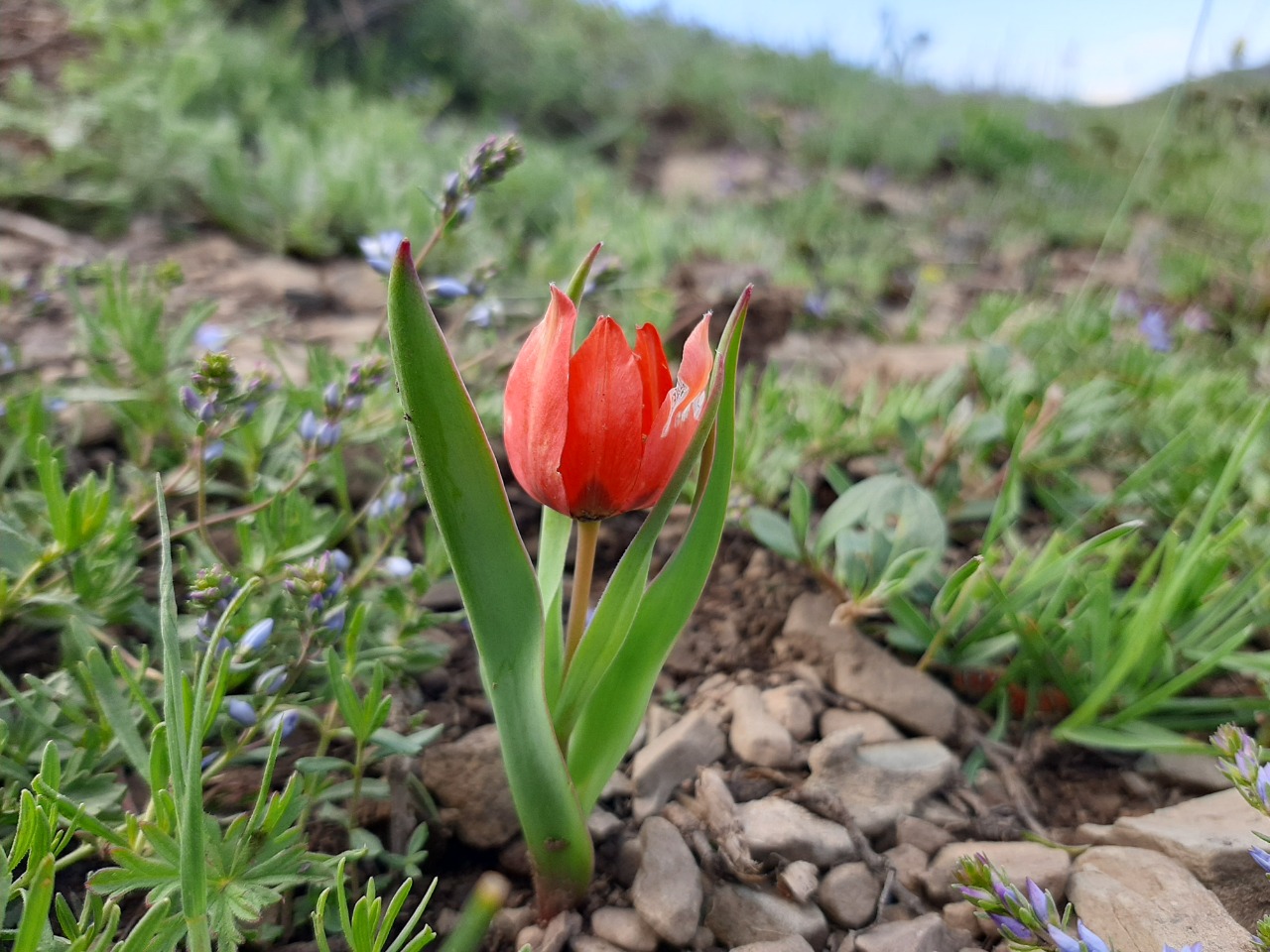 Tulipa julia