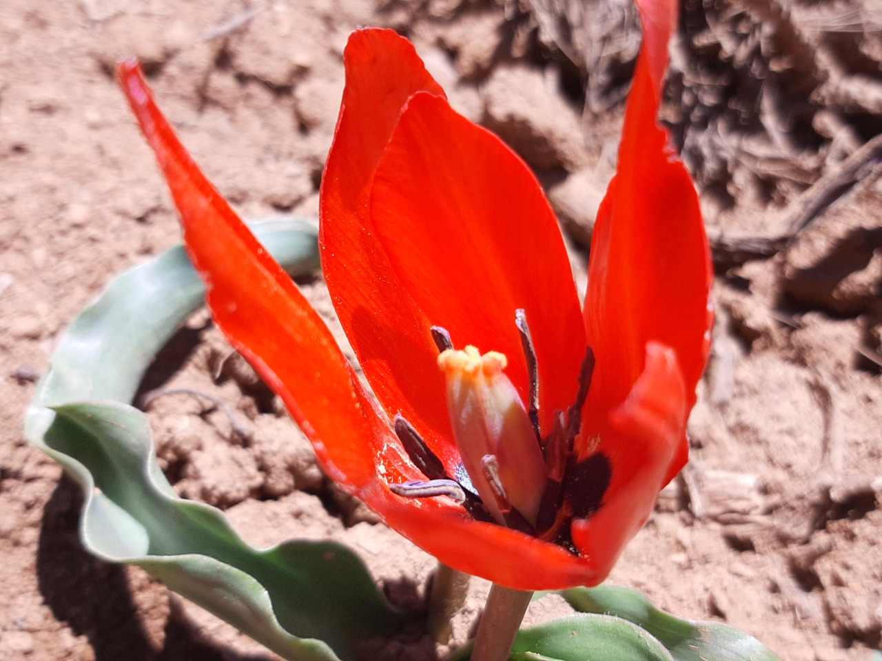 Tulipa julia