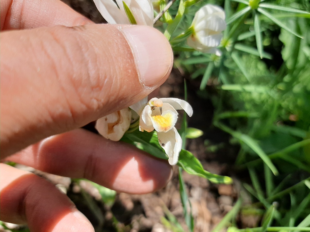 Cephalanthera kotschyana