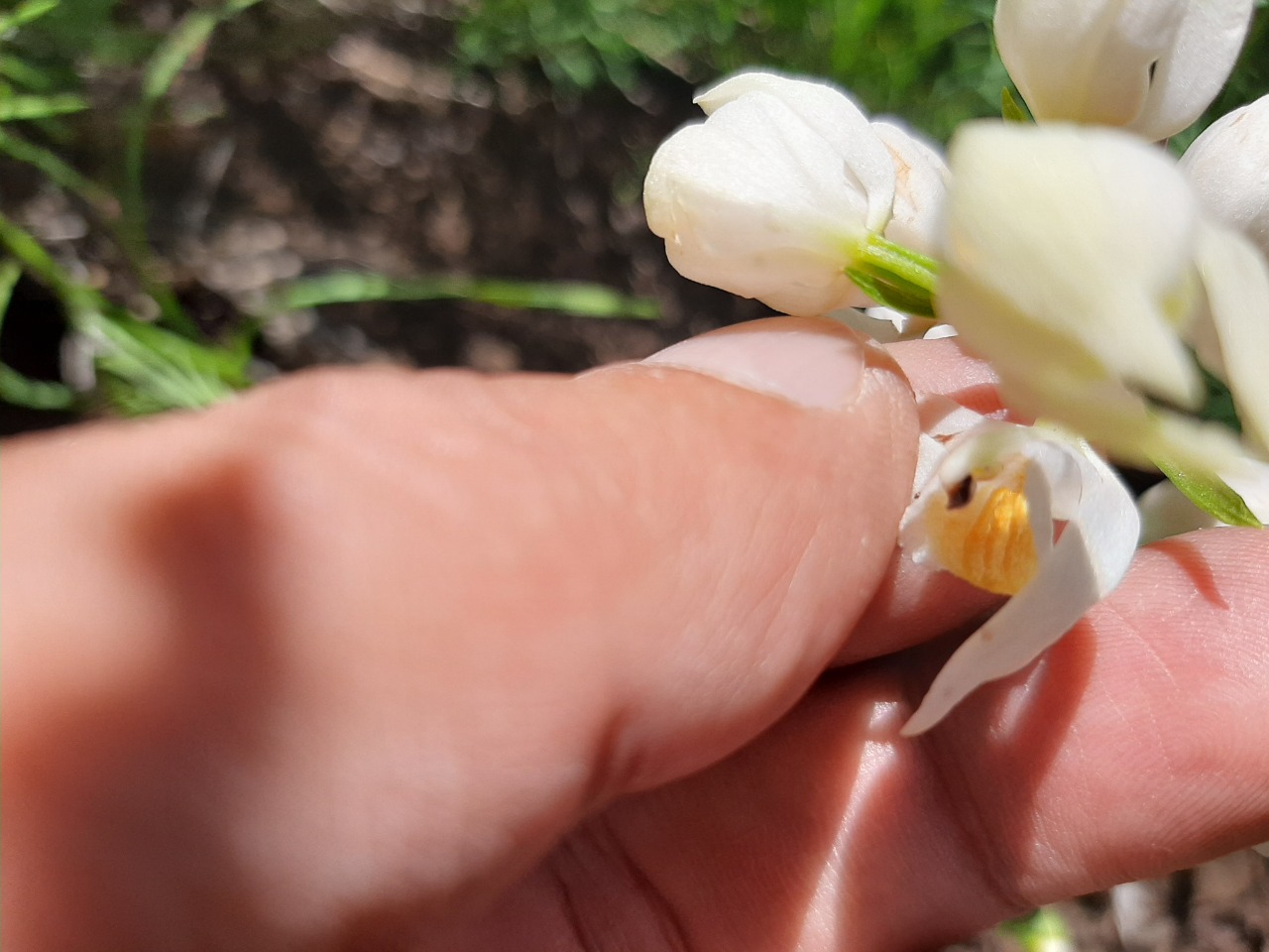 Cephalanthera kotschyana