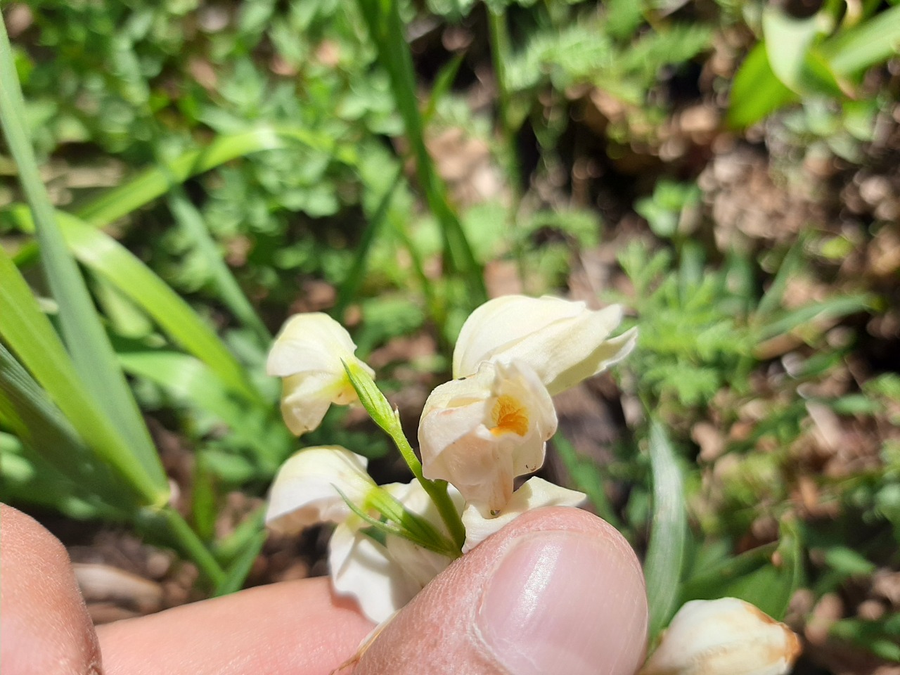 Cephalanthera kotschyana