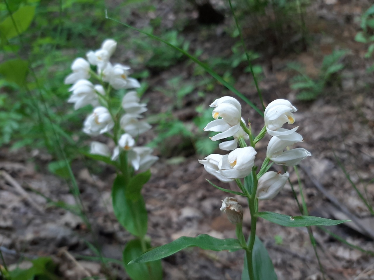 Cephalanthera kotschyana