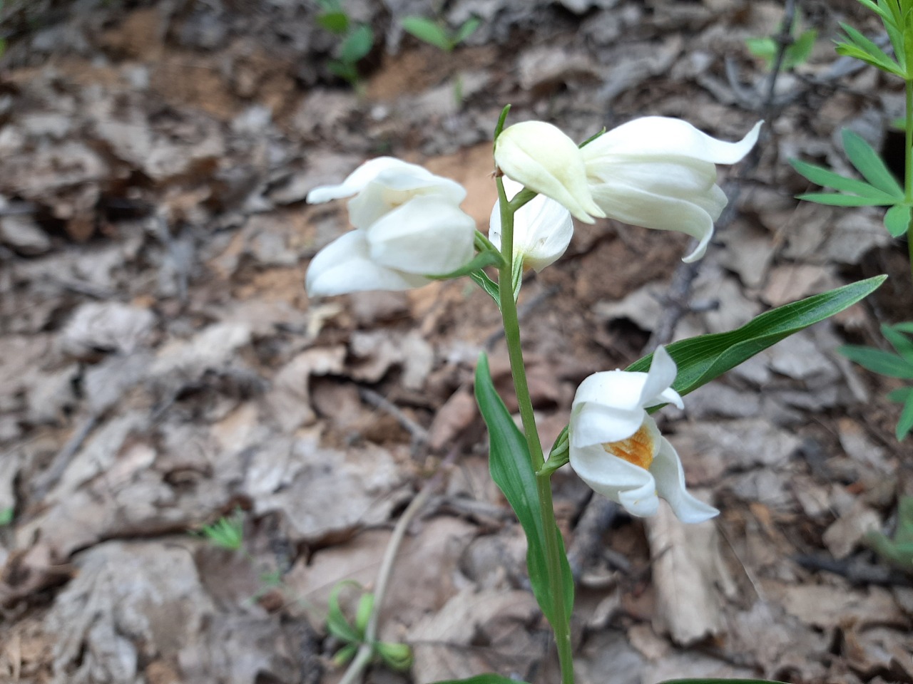 Cephalanthera kotschyana