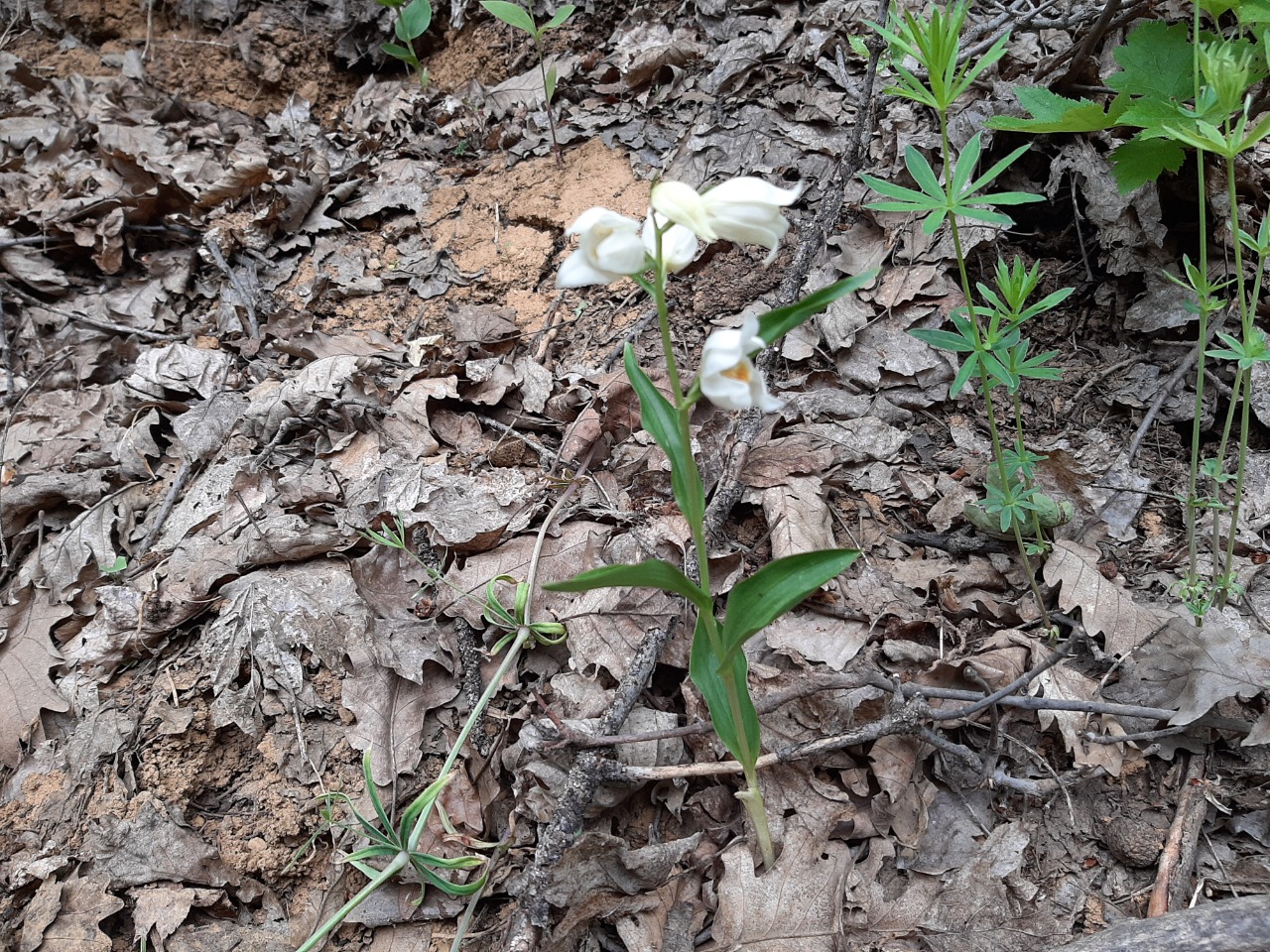 Cephalanthera kotschyana