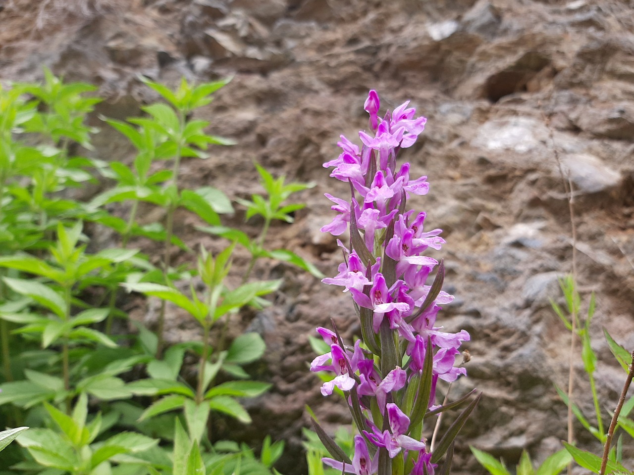 Dactylorhiza osmanica