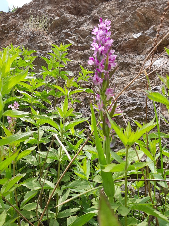 Dactylorhiza osmanica