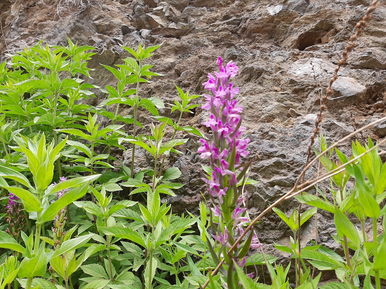 Dactylorhiza osmanica