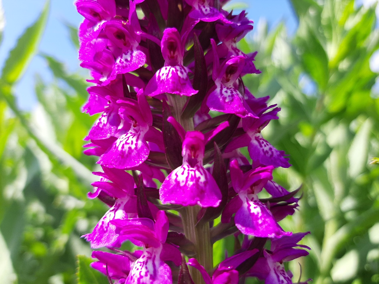 Dactylorhiza umbrosa