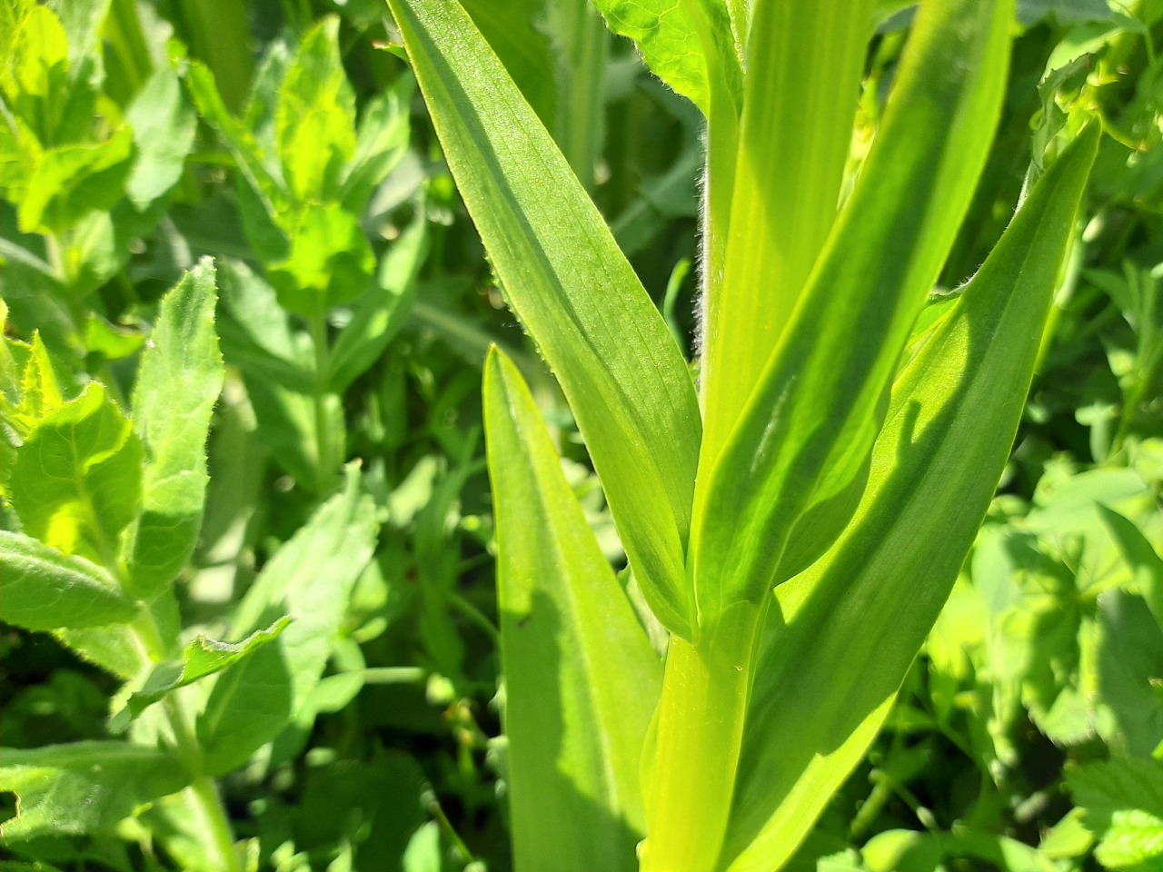 Dactylorhiza umbrosa