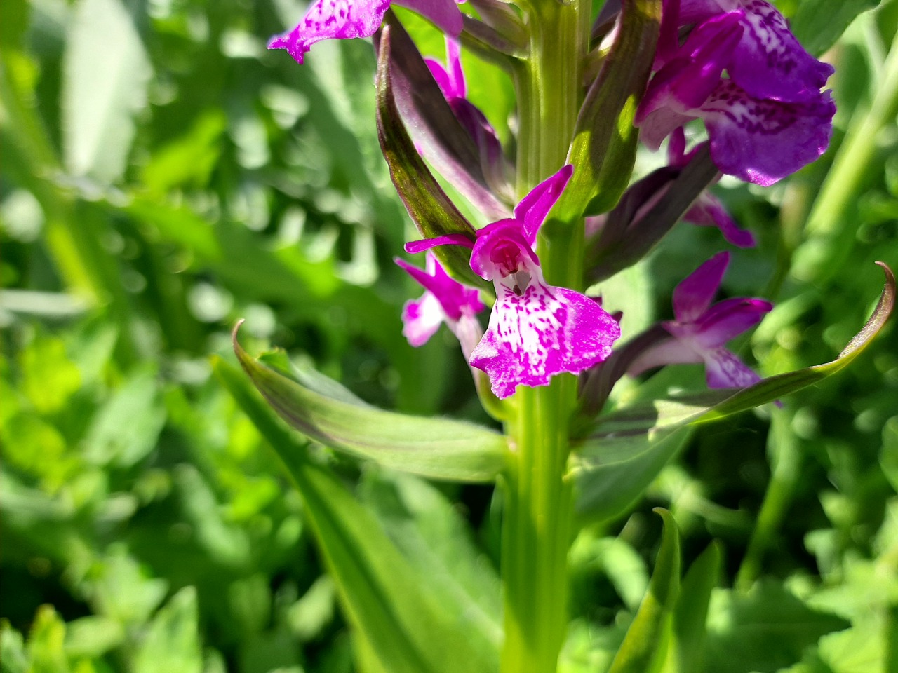 Dactylorhiza umbrosa