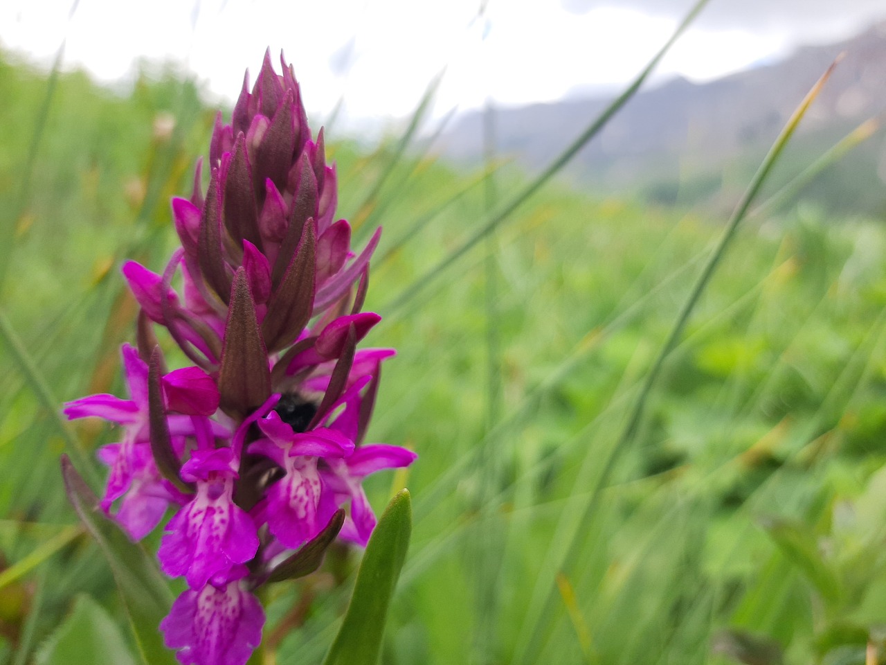 Dactylorhiza umbrosa