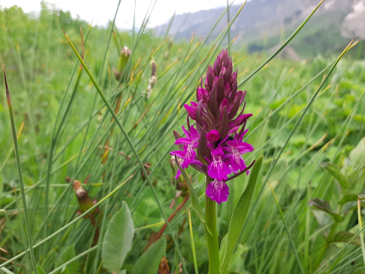 Dactylorhiza umbrosa