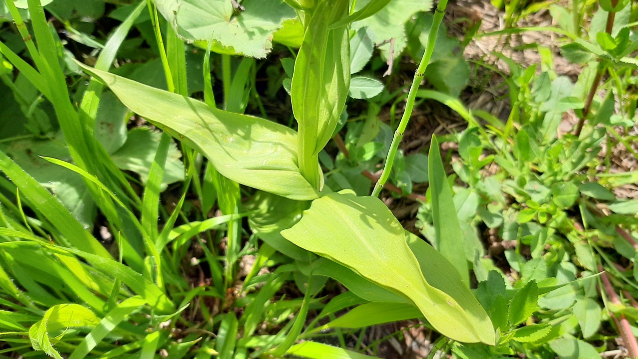 Dactylorhiza umbrosa