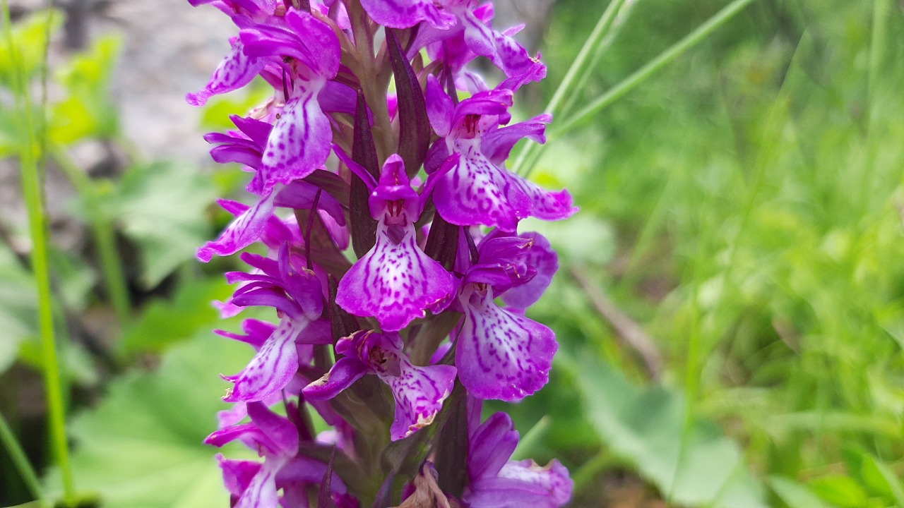 Dactylorhiza umbrosa