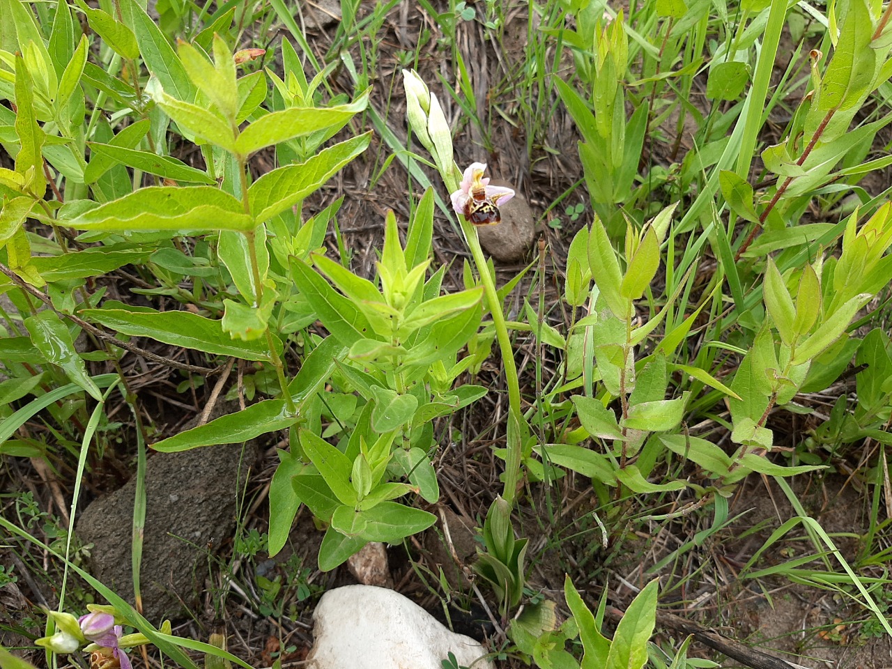 Ophrys oestrifera