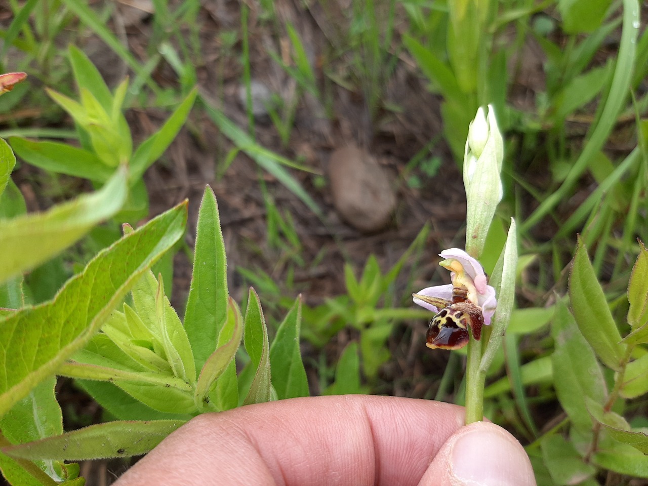 Ophrys oestrifera