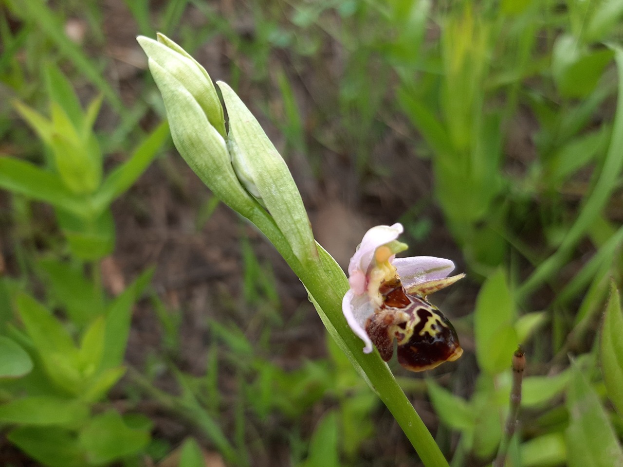 Ophrys oestrifera