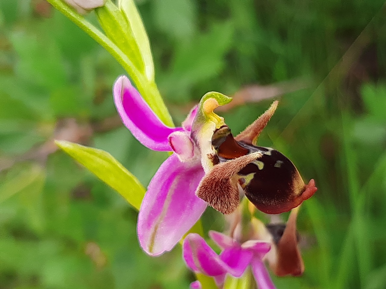 Ophrys oestrifera