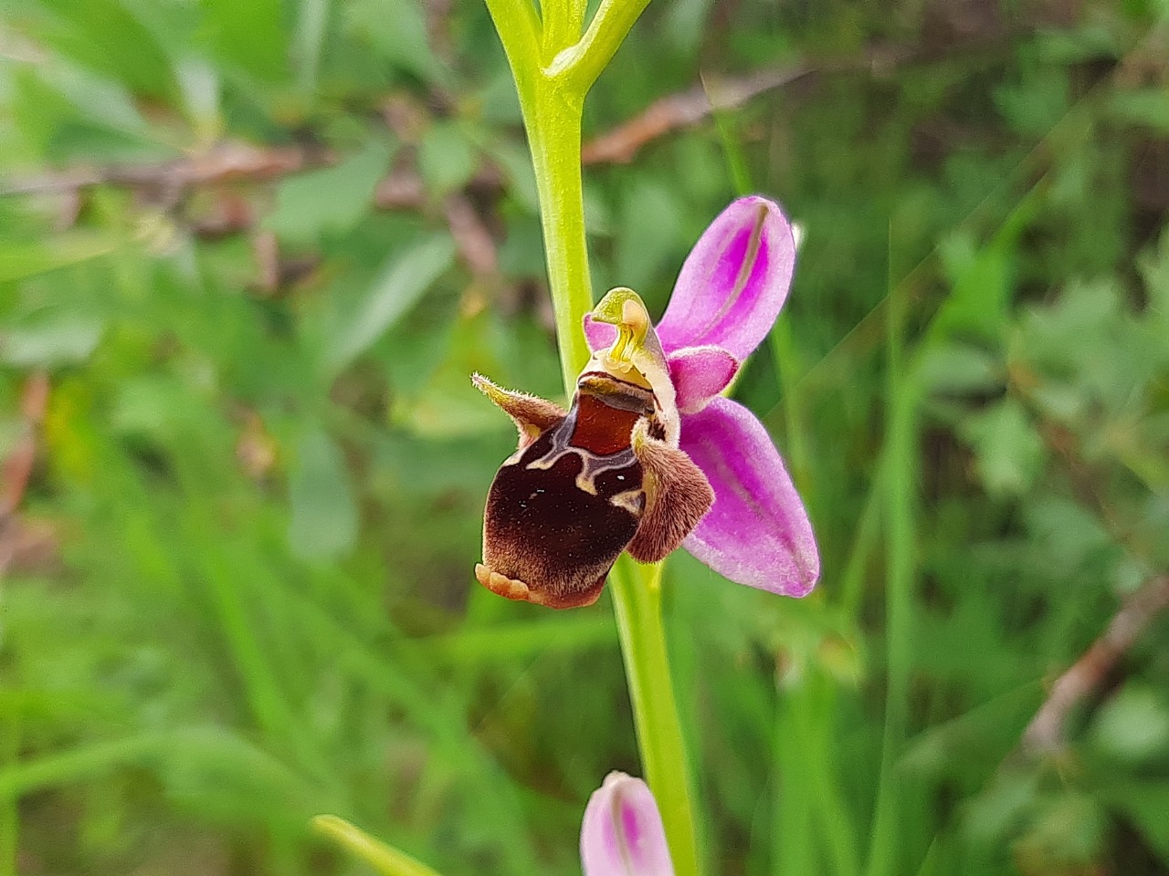 Ophrys oestrifera