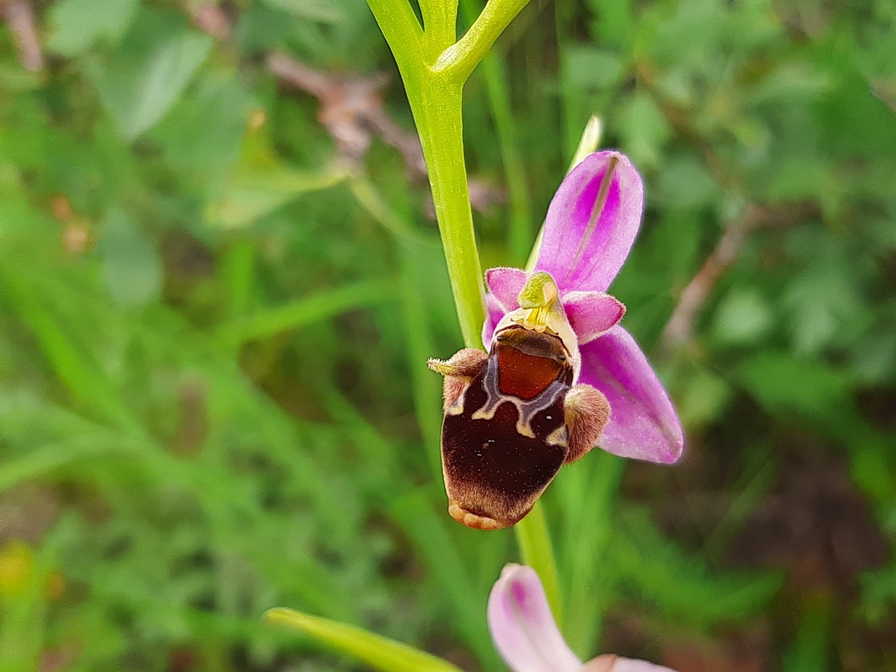 Ophrys oestrifera