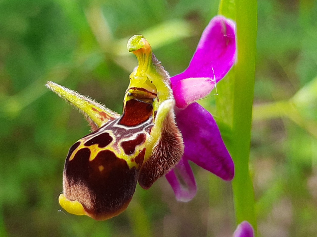 Ophrys oestrifera